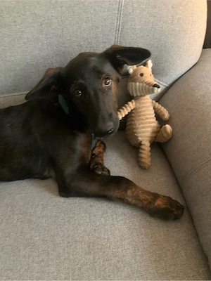 holländischer Schäferhund, Mix, Dobermann welpe 