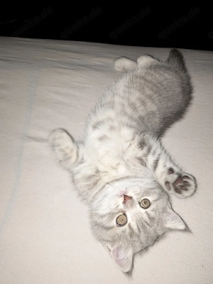 Abgabebereit - Reinrassige BKH (British Kurzhaar) Kitten