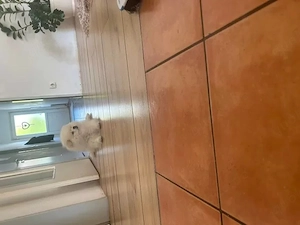 pomeranian Welpen 