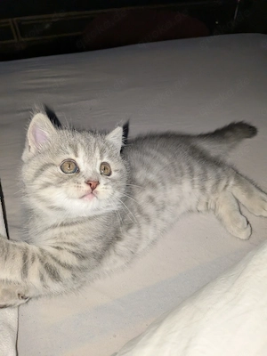  Zuckersüße Reinrassige BKH (British Kurzhaar) Kitten - nur noch eins verfügbar