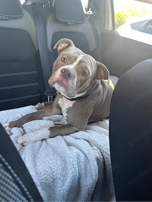Old English Bulldogge 
