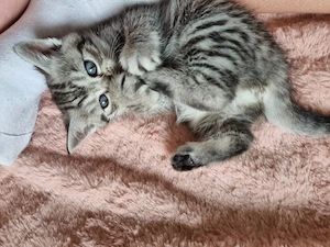 Wunderschöne Britisch Kurzhaar Kitten (Tabby Classic blue)