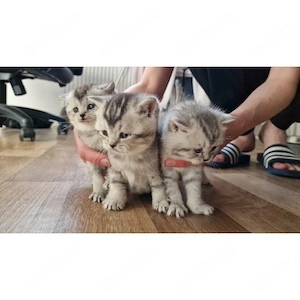 Niedliche BKH Babykatzen ab 7.06.2026 abzugeben 