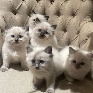 Ragdoll-Kätzchen zu verkaufen.