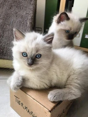 Ragdoll-Kätzchen zu verkaufen.