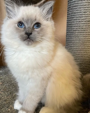 Ragdoll-Kätzchen zu verkaufen.