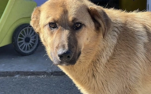 Freundliche und liebenswerte Pila sucht Körbchen