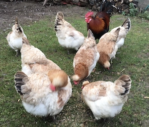 Bruteier vom Sulmtaler Huhn