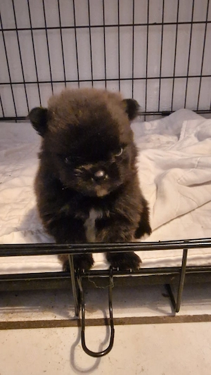 Pomeranian Bärchen 