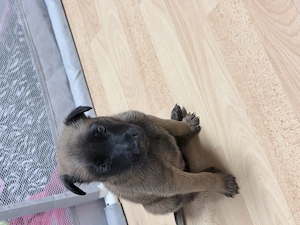 2 wunder schöne belgische Schäferhunde mix Mädchen 