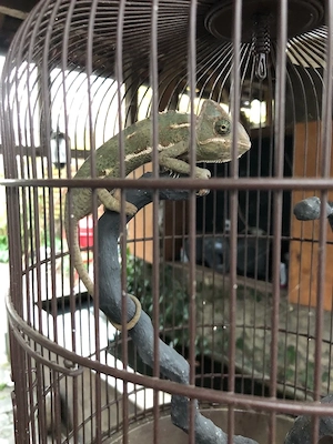 jemenchamäleon -verpaarung