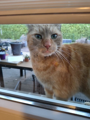 kastrierter Kater  Katze 