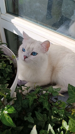 Deckkater (BKH) freut sich auf Damenbesuch