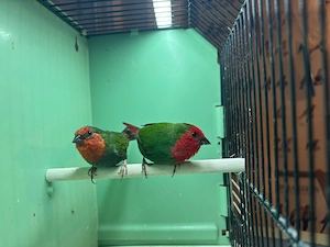 Rotköpfige Papageiamadinen! 