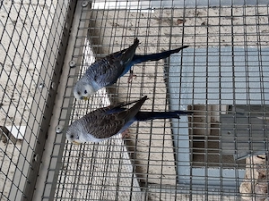 Wellensittiche Blackwing