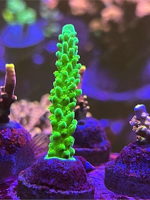 Korallen Ableger SPS LPS meerwasser Bild 2