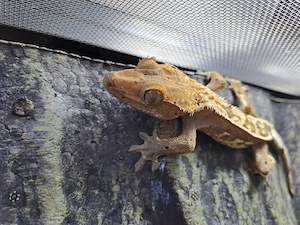 Kronengecko 1.0 von 2025 inkl.Terrarium