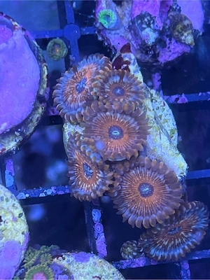 Korallen Ableger SPS LPS meerwasser Bild 9