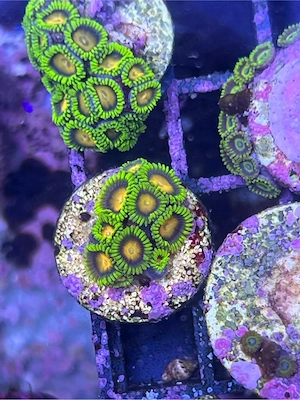 Korallen Ableger SPS LPS meerwasser Bild 10