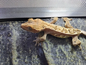 Kronengecko 1.0 von 2025 inkl.Terrarium
