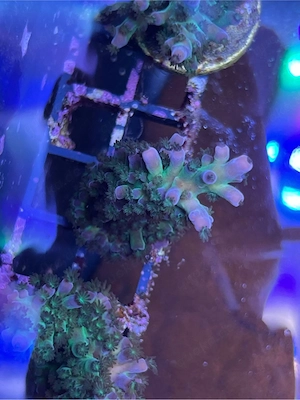 Korallen Ableger SPS LPS meerwasser