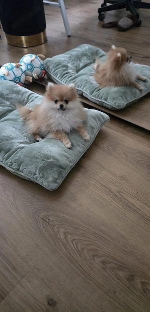Pomeranian spitz (mini)