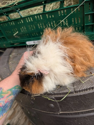 Meerschweinchen zu verkaufen 