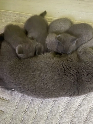 BKH Kitten suchen ein liebevolles Zuhause.