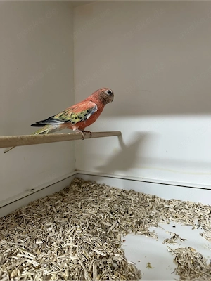 Bourkesittich Paar  Bild 4