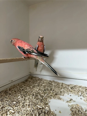 Bourkesittich Paar  Bild 3