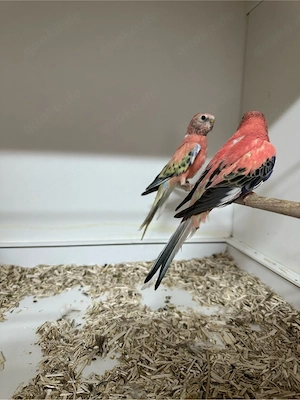 Bourkesittich Paar  Bild 2