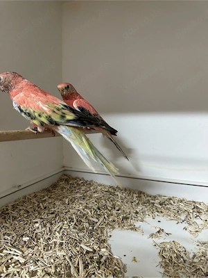 Bourkesittich Paar  Bild 5