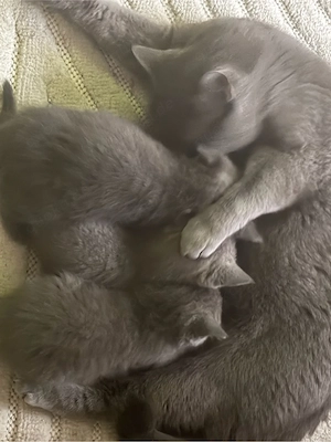 BKH Kitten suchen ein liebevolles Zuhause.