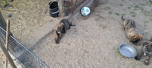 Verkaufe Mischlingswelpen. 