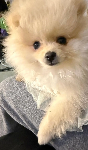 Abgabeanzeige   Pomeranian (Zwergspitz)