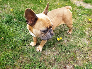Eine Hündin der Rasse Französische Bulldogge sucht ein neues Zuhause    Bild 2