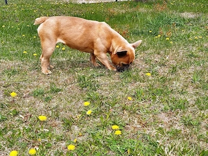Eine Hündin der Rasse Französische Bulldogge sucht ein neues Zuhause    Bild 3