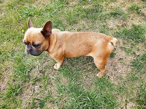 Eine Hündin der Rasse Französische Bulldogge sucht ein neues Zuhause    Bild 4
