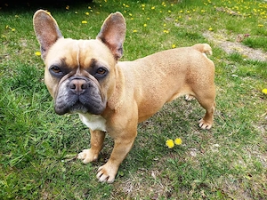 Eine Hündin der Rasse Französische Bulldogge sucht ein neues Zuhause   
