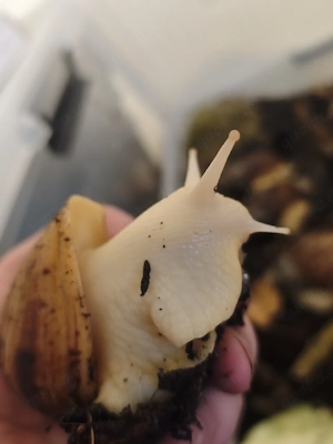 Albino Achatina Reticulata Schnecken 
