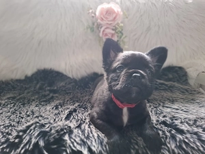 französische Bulldoggen Welpen