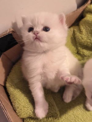 Reinrassige Britisch Langhaar 