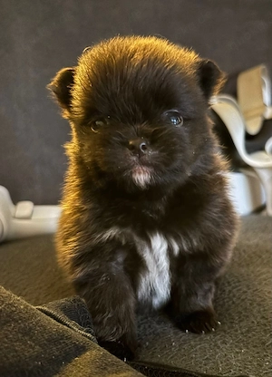 Süße Pomeranian Bärchen 
