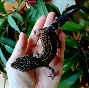 0.1 (MS) Black Night het Eclipse Adult Leopardgecko Eublepharis Macularius 