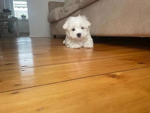 Malteser Rüde Welpe