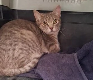 hübscher junger Kater Smokey sucht ein Zuhause mit Artgenossen