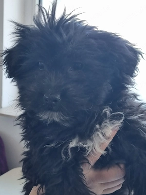 Ronja Welpe sucht Ihren Menschen!