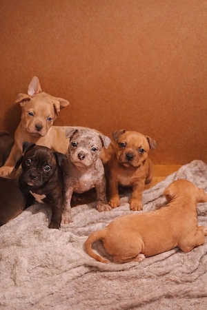 American Pocket Bully welpen 8 wochen