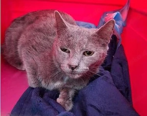 zarte, liebe junge Katze Marisol sucht ein Zuhause mit lieben Artgenossen