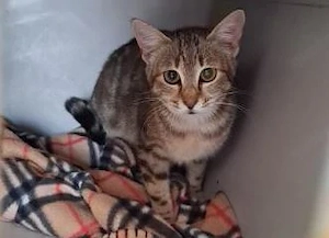 hübsche junge Katze Tigra sucht in Zuhause mit Artgenossen